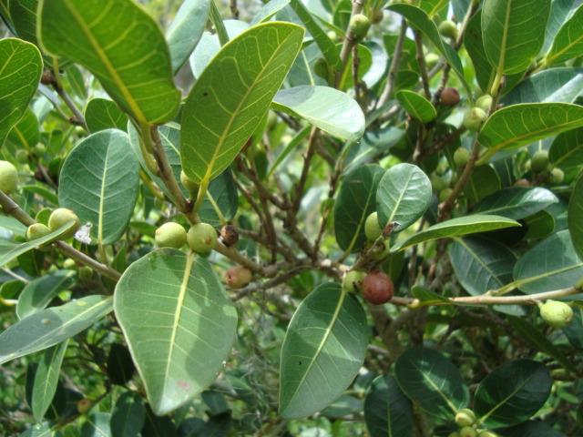 Ficus cestrifolia