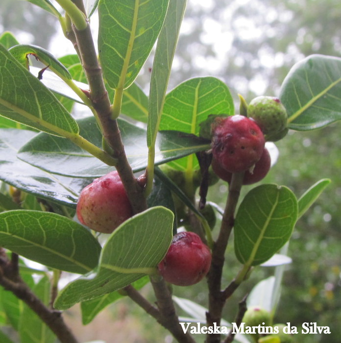 Ficus cestrifolia