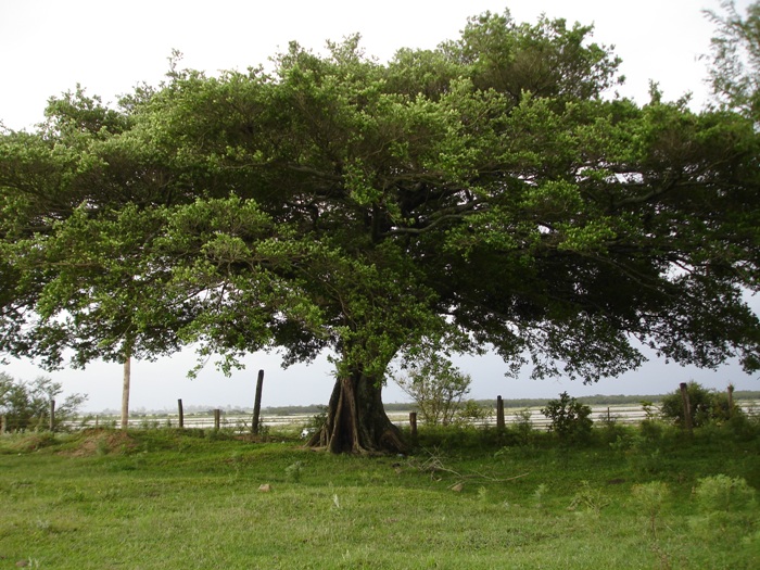Ficus cestrifolia
