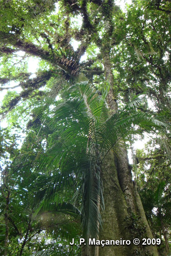 Ficus cestrifolia