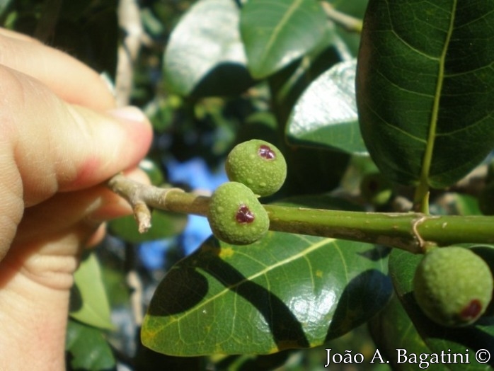 Ficus cestrifolia