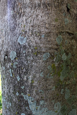 Ficus cestrifolia