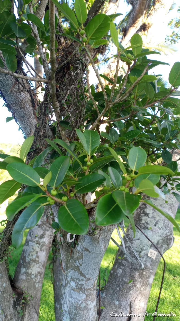 Ficus cestrifolia