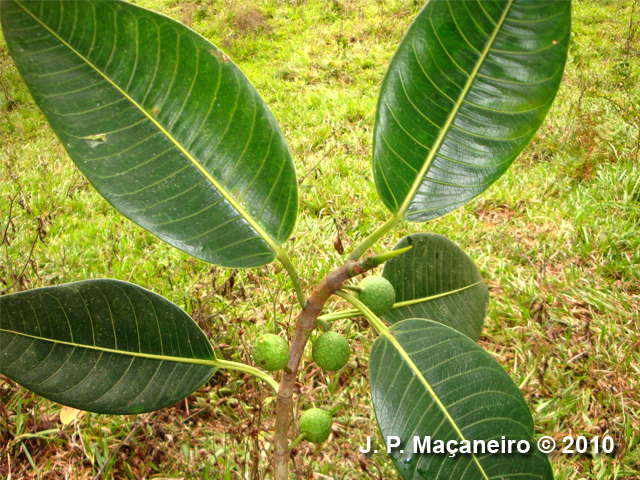 Ficus adhatodifolia