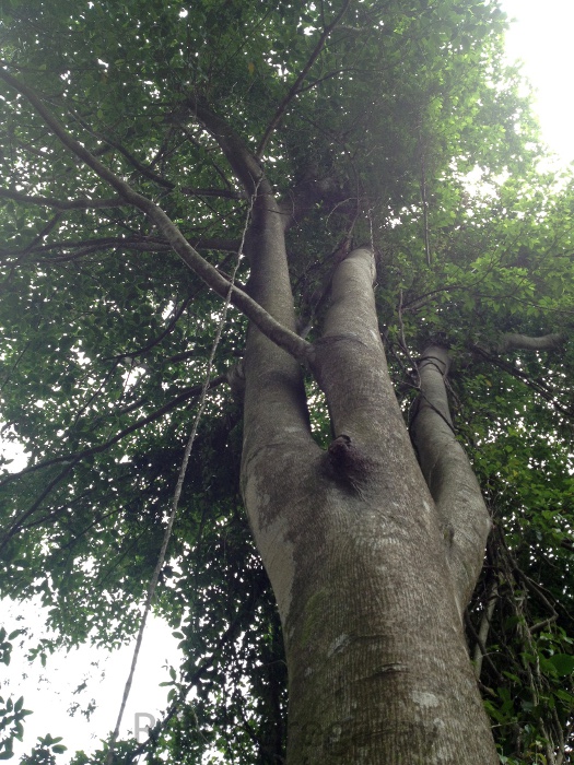 Ficus adhatodifolia