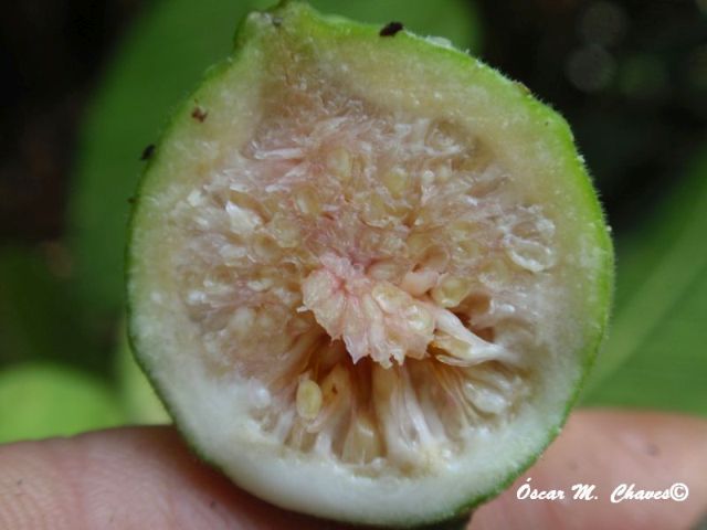 Ficus adhatodifolia