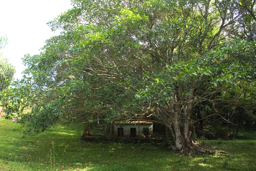 Ficus adhatodifolia