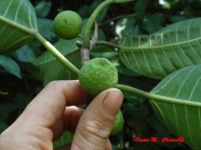 Ficus adhatodifolia