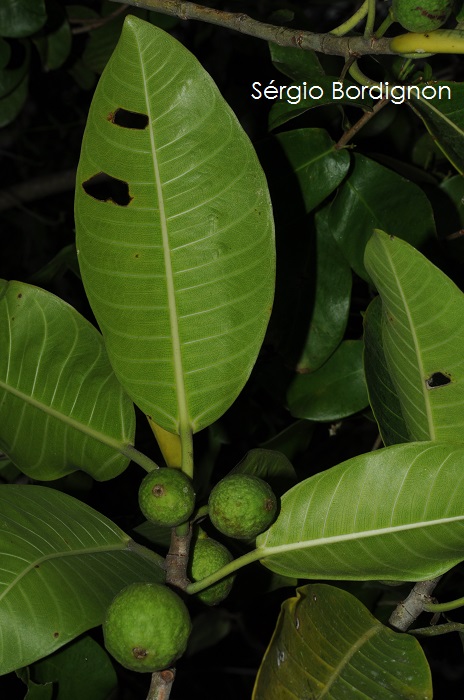 Ficus adhatodifolia