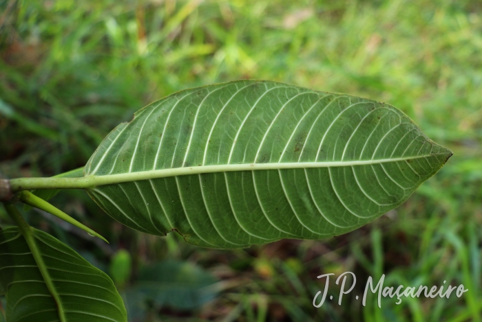 Ficus adhatodifolia