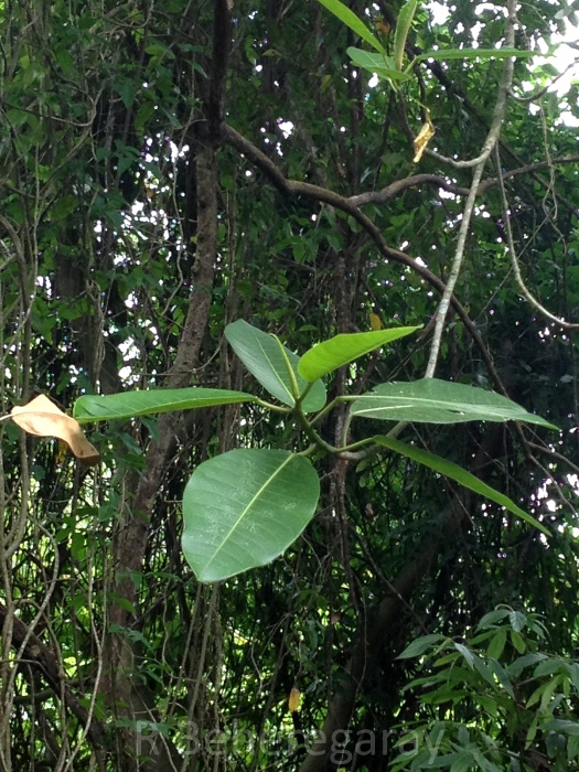 Ficus adhatodifolia