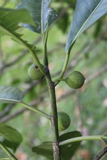 Ficus adhatodifolia