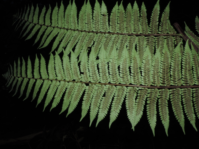 Alsophila setosa