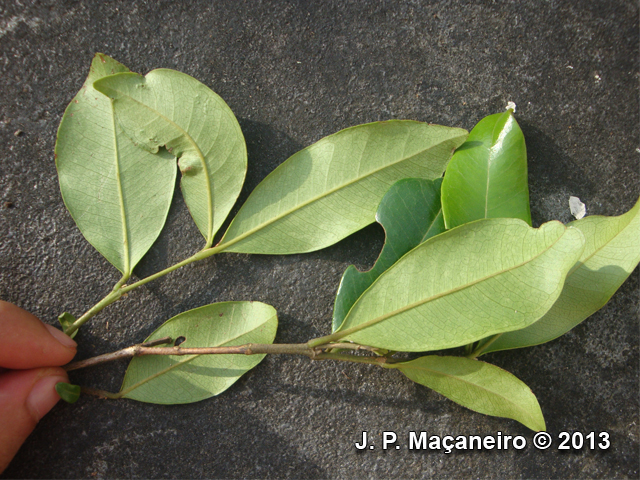 Myrcia brasiliensis