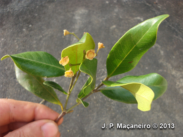 Myrcia brasiliensis