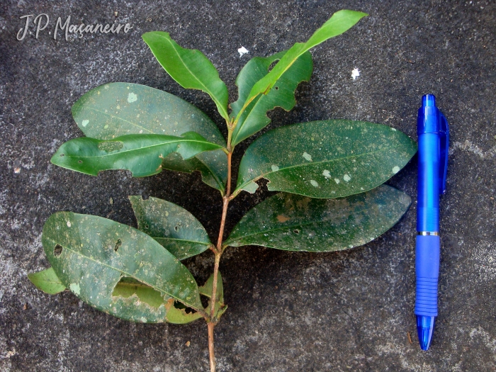 Myrcia brasiliensis