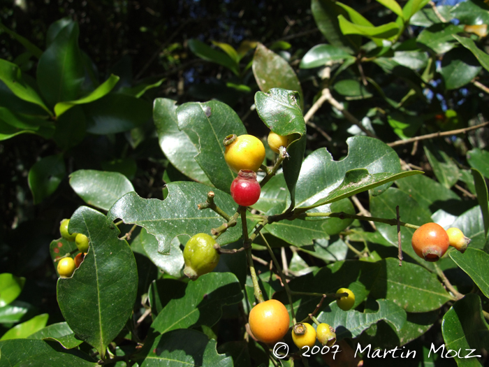 Myrcia brasiliensis