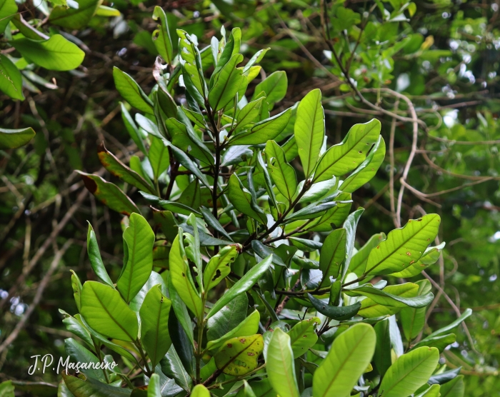 Myrcia brasiliensis