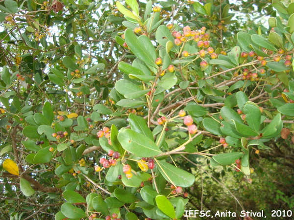 Myrcia brasiliensis