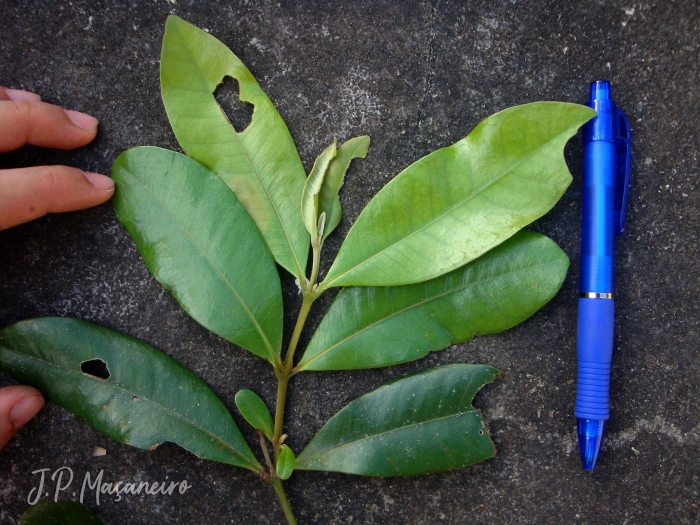 Myrcia brasiliensis