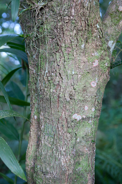 Myrcia brasiliensis