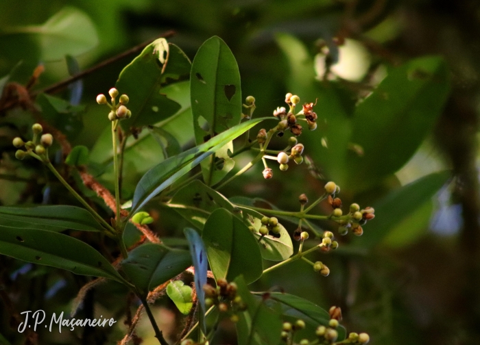 Myrcia brasiliensis