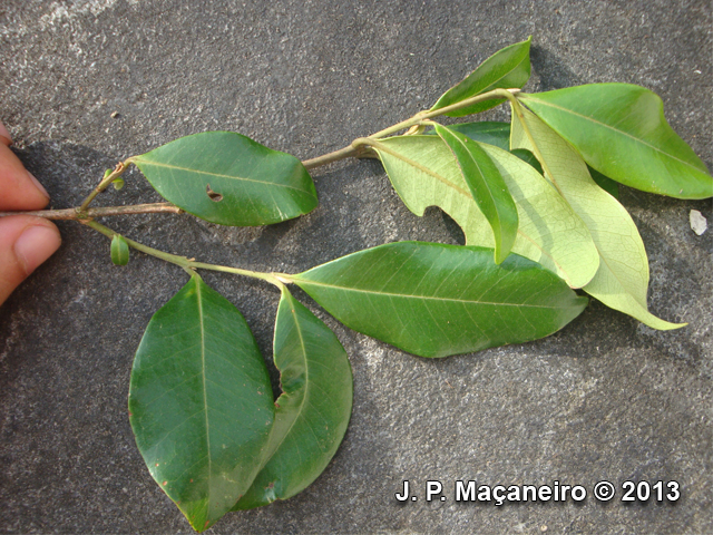 Myrcia brasiliensis