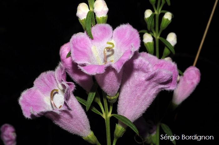 Agalinis genistifolia