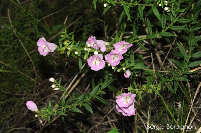 Agalinis genistifolia