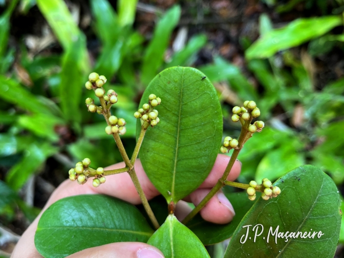 Myrcia brasiliensis