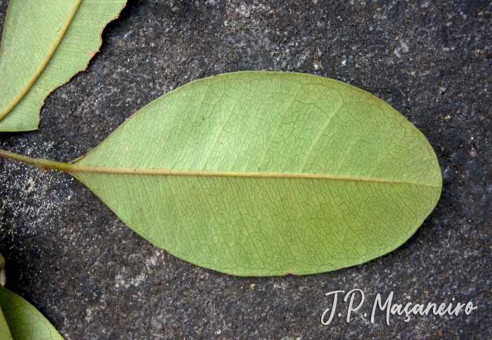 Myrcia brasiliensis