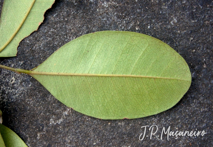 Myrcia brasiliensis