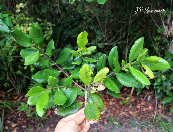 Myrcia brasiliensis