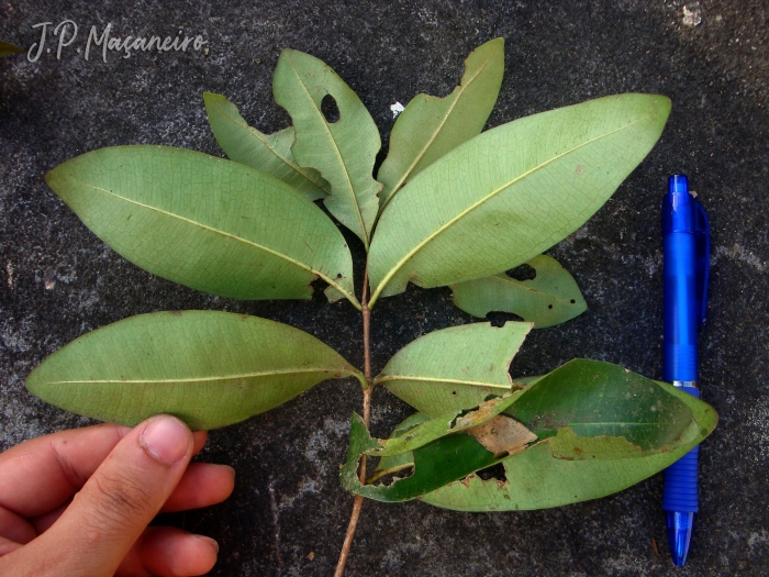 Myrcia brasiliensis