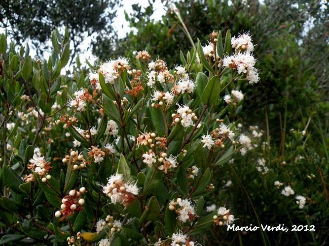 Myrcia brasiliensis