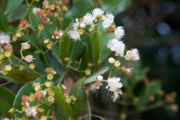 Myrcia brasiliensis