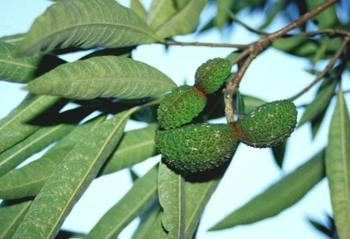 Tabernaemontana catharinensis