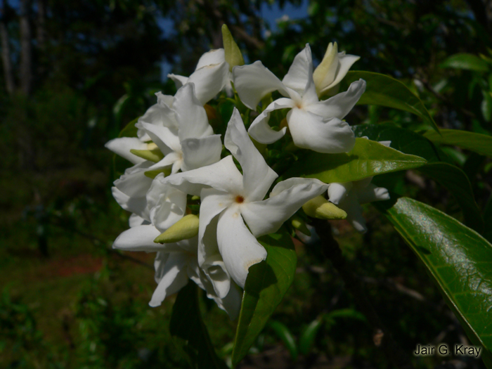 Tabernaemontana catharinensis