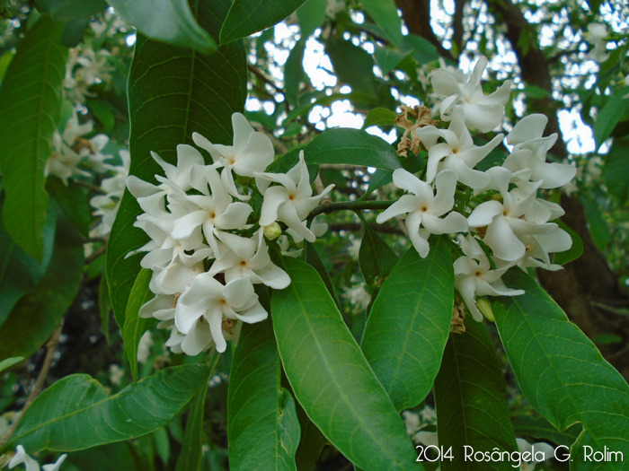 Tabernaemontana catharinensis