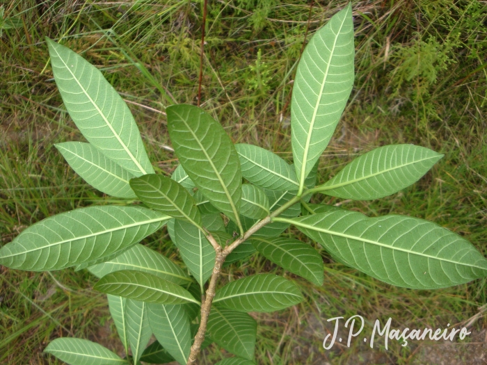 Tabernaemontana catharinensis