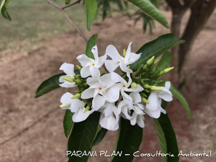 Tabernaemontana catharinensis