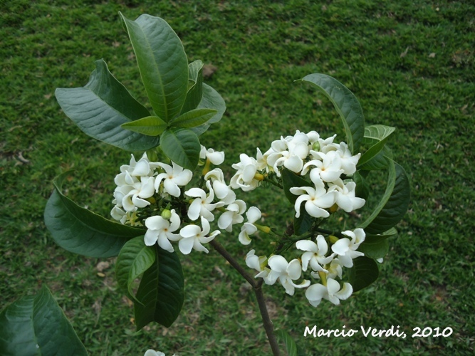 Tabernaemontana catharinensis