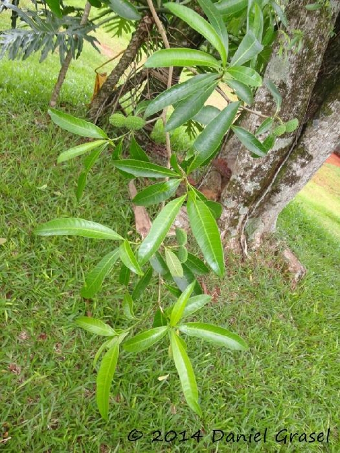 Tabernaemontana catharinensis