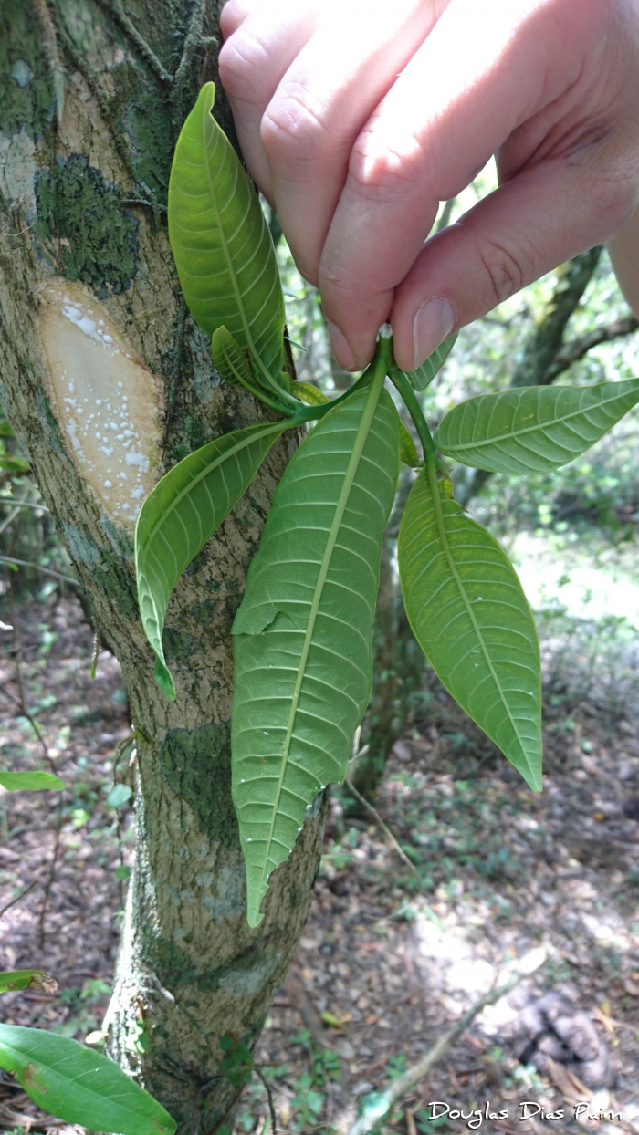 Tabernaemontana catharinensis