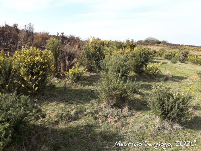 Ulex europaeus