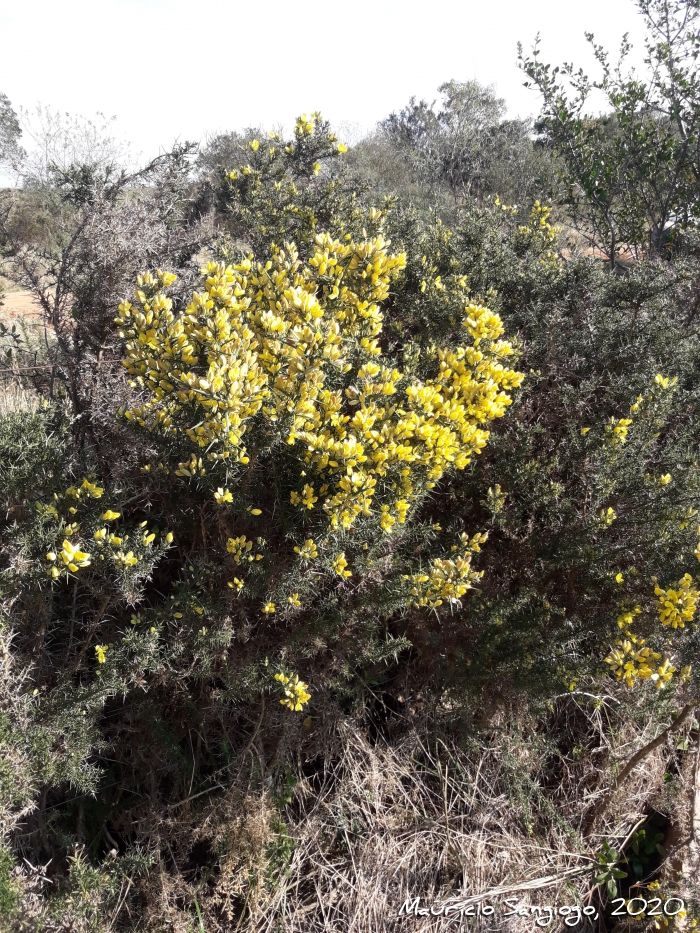 Ulex europaeus