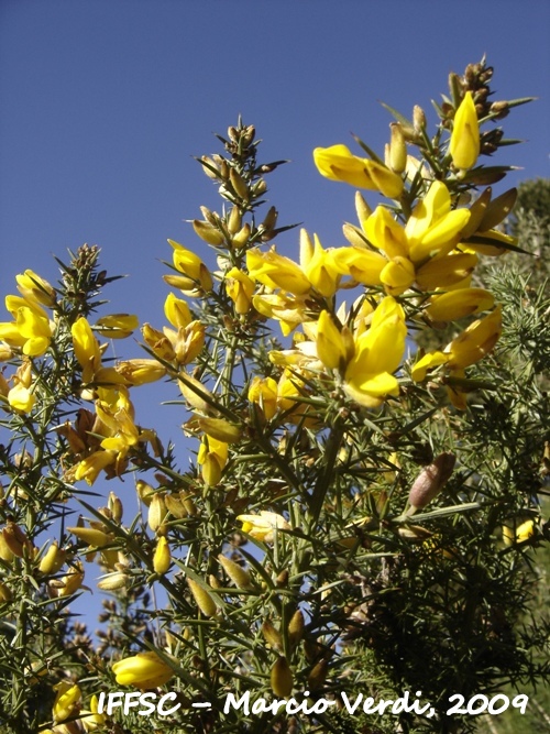 Ulex europaeus