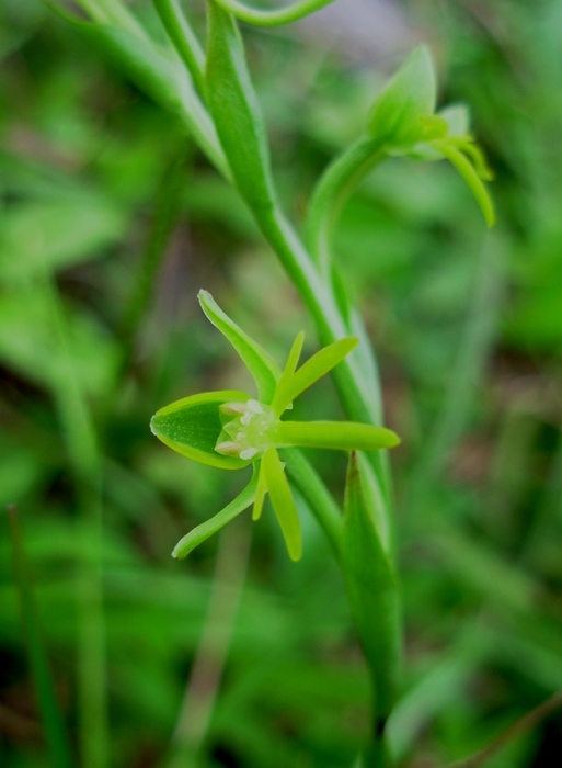 Habenaria pentadactyla