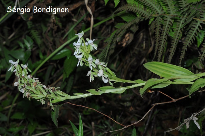 Habenaria montevidensis