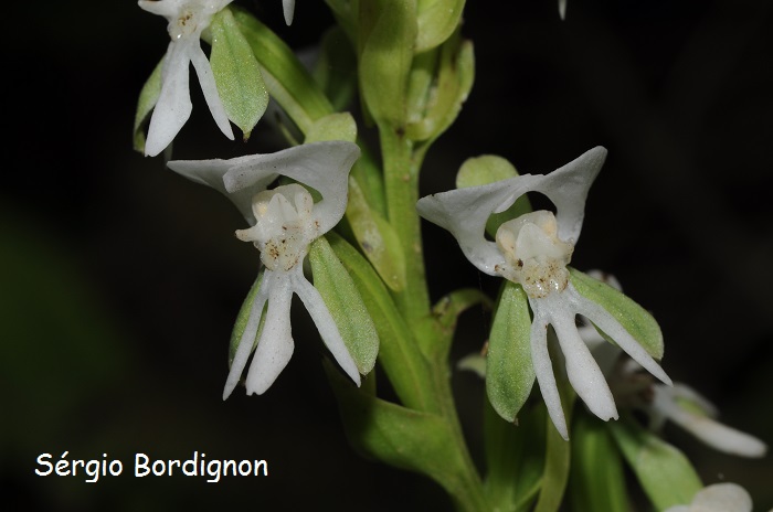 Habenaria montevidensis